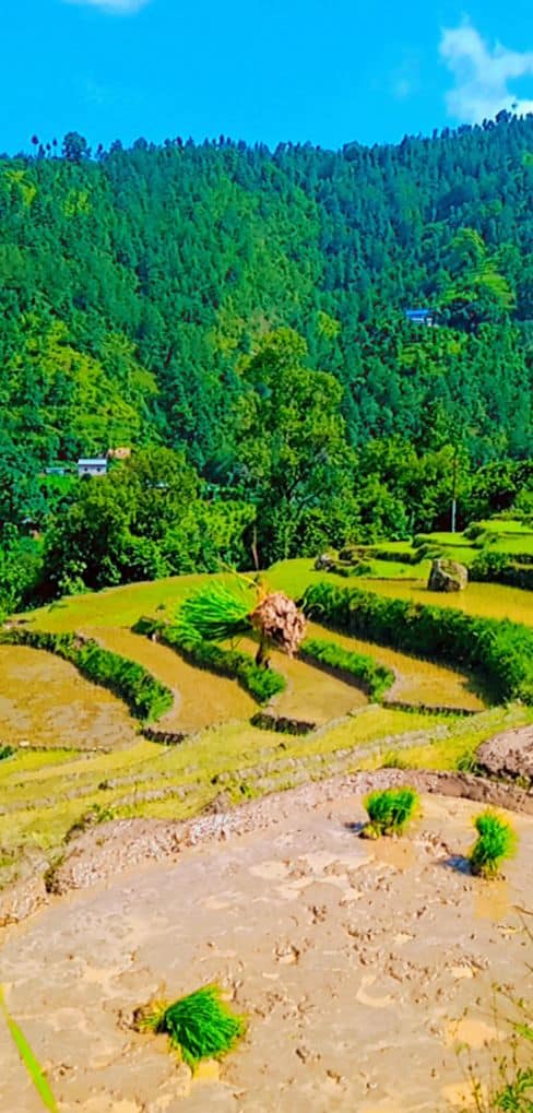 १९ औं राष्ट्रिय धान दिवस आज मनाइँदै