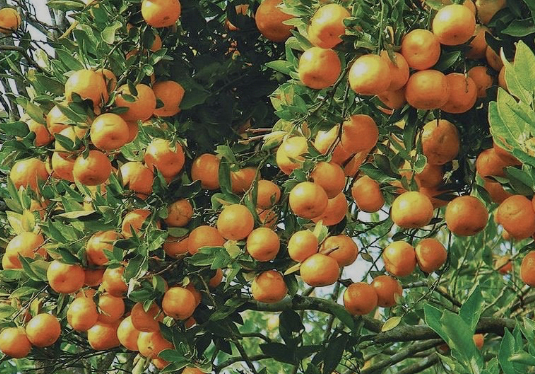 स्याङ्जामा मात्रै एक अर्ब १२ करोड सुन्तला बिक्री