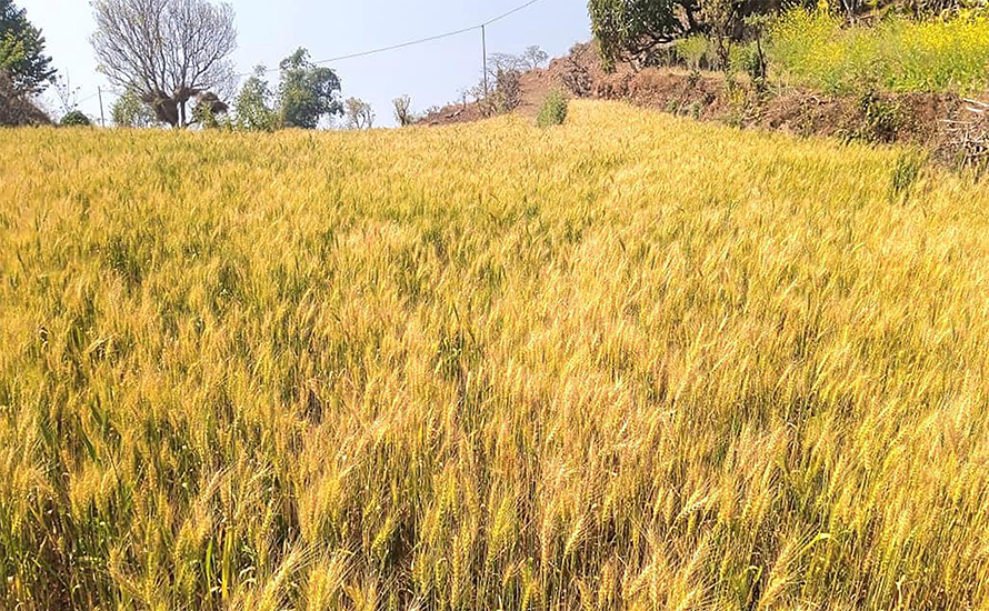 कृषक समूह गठन गरी १५ वर्षपछि थालियो सामूहिक गहुँखेती