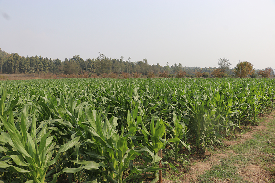 हरिहरपुरगढीका किसान मकैको हाइब्रिड बीउ उत्पादन तर्फ आकर्षित