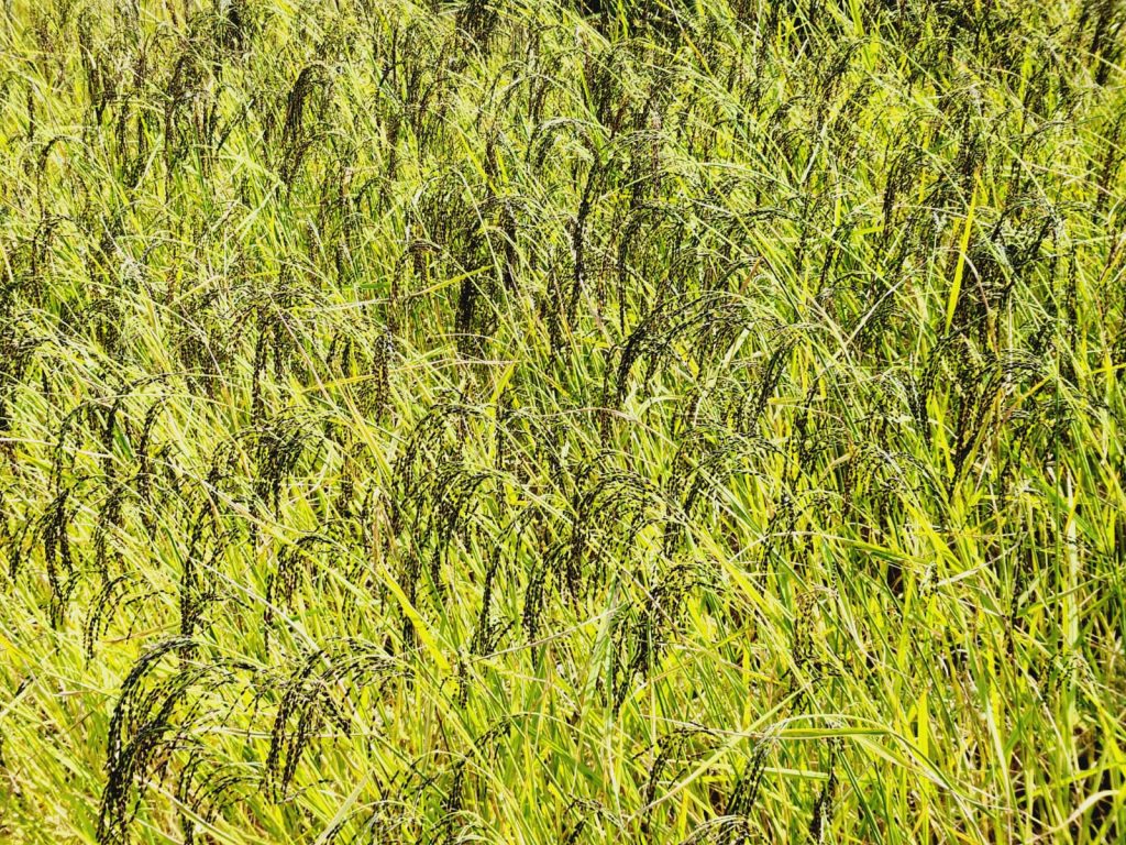 कृषि मन्त्रालयद्वारा धानको वृद्वि हुने गर्यो प्रक्षपण