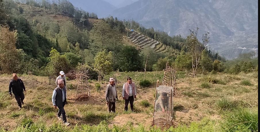 गोरखामा पाँच सय रोपनीमा व्यवसायिक ओखर खेती सुरु