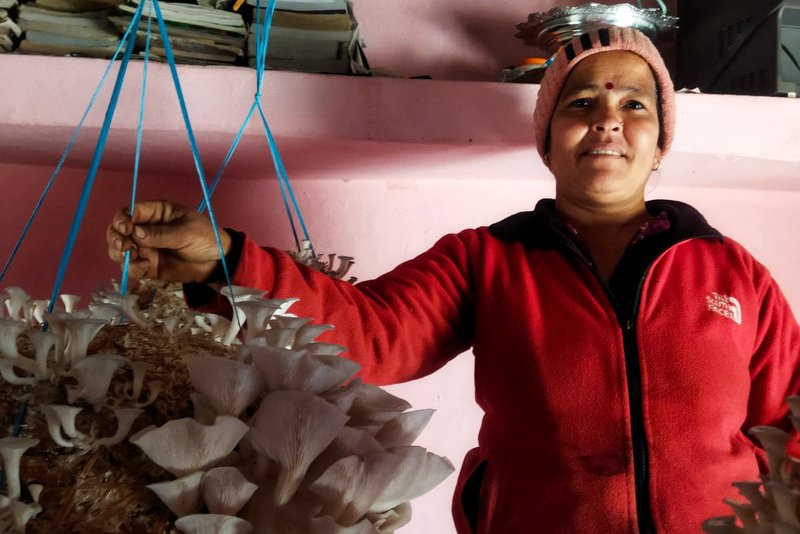 बन्दीपुरमा १९ जना महिला च्याउखेतीतर्फ आकर्षित