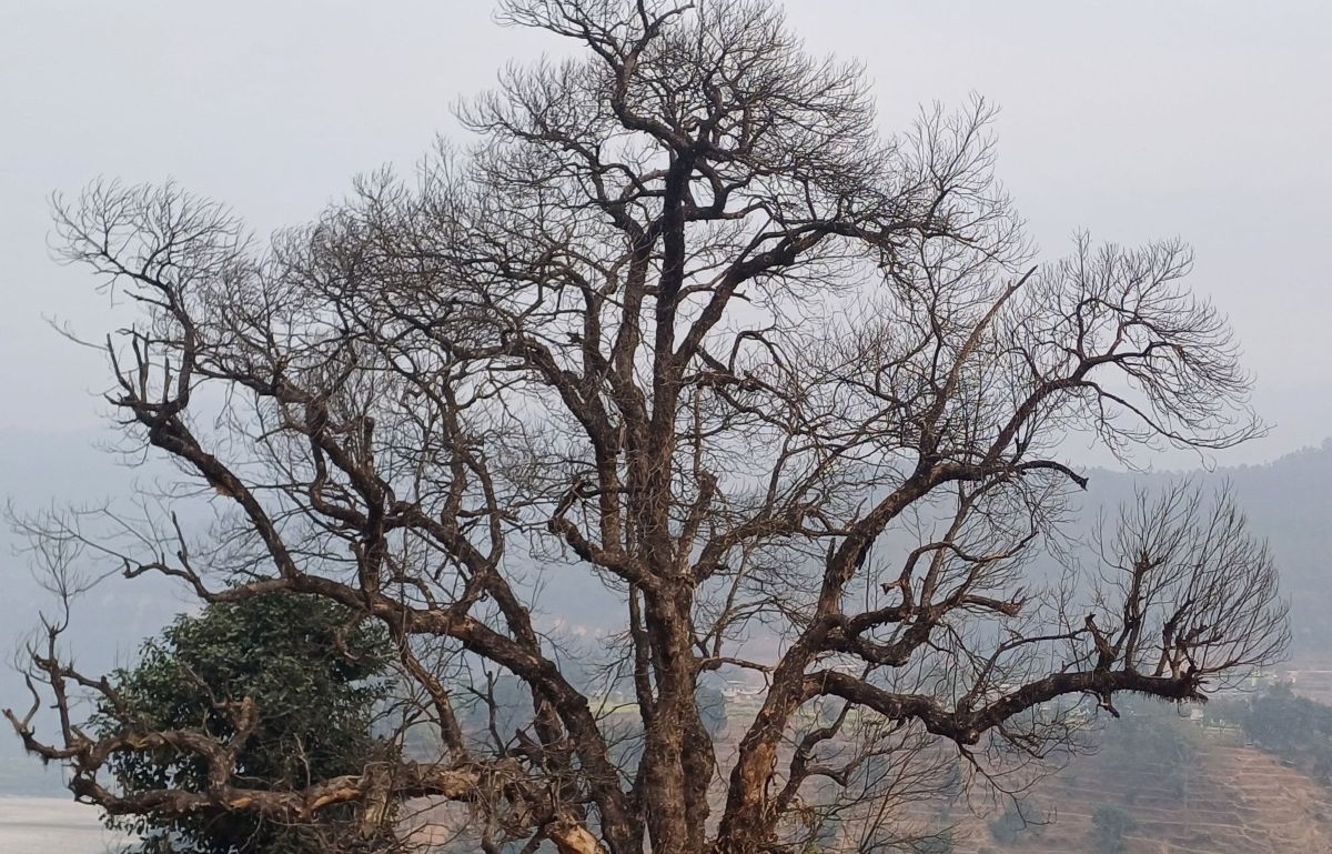 कटहरका रूख सुक्न थालेपछि किसानको आम्दानीमा असर