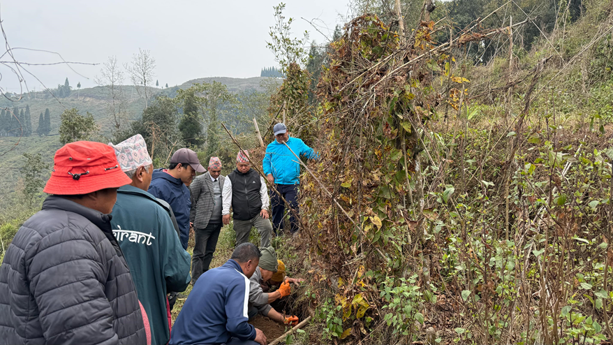 भिरालोमा जमिनमा वन तरुलको व्यावसायिक खेती