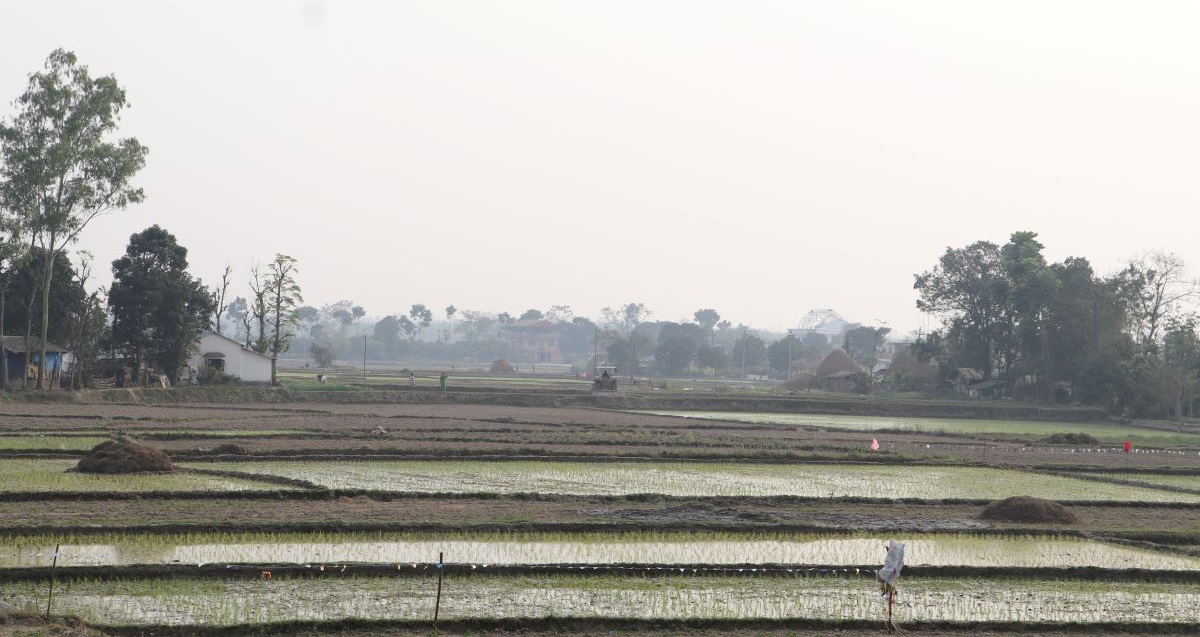 चैते धान रोप्न नवलपरासीका किसान व्यस्त