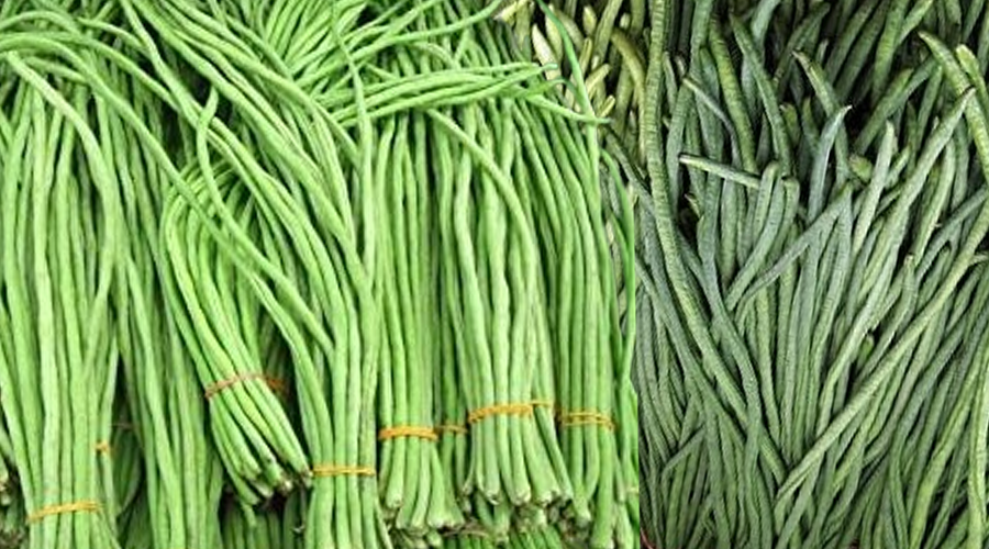 तने बोडीमा भेटियो ९२ प्रतिशतभन्दा बढी विषादी