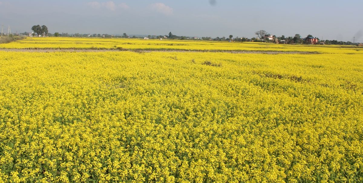 नवलपरासीमा यस वर्ष तीन हजार ३४ मेट्रिकटन तोरी उत्पादन
