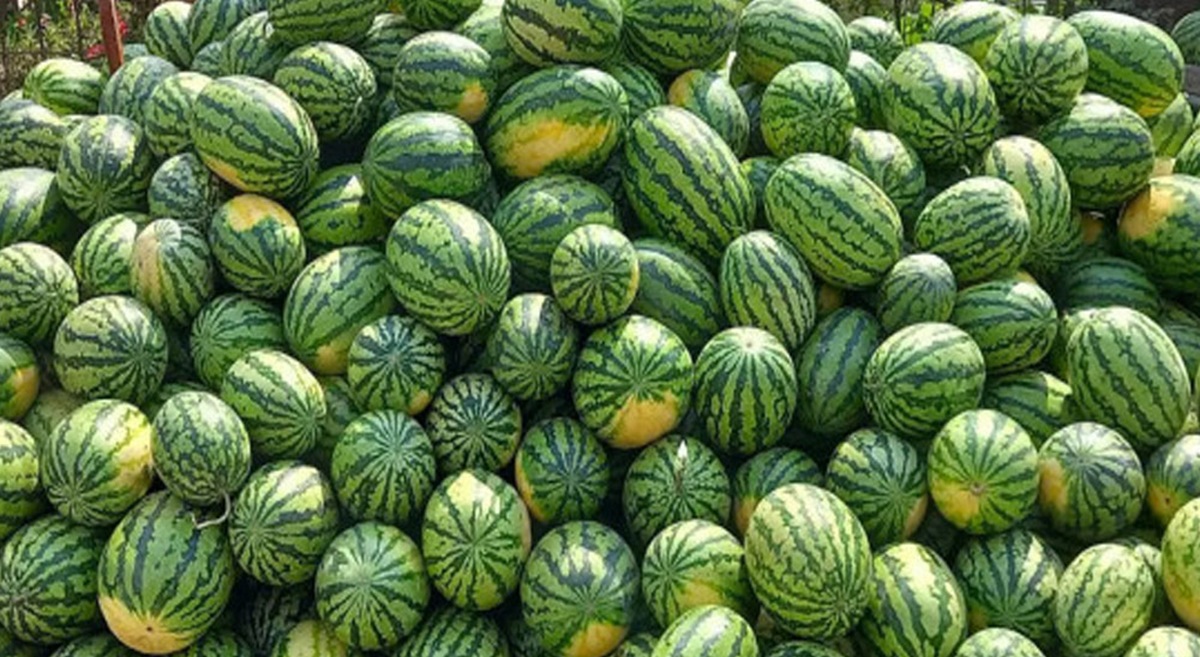 आईपीएम तरबुजाखेतीबाट एक याममा दुई करोडको बिक्री