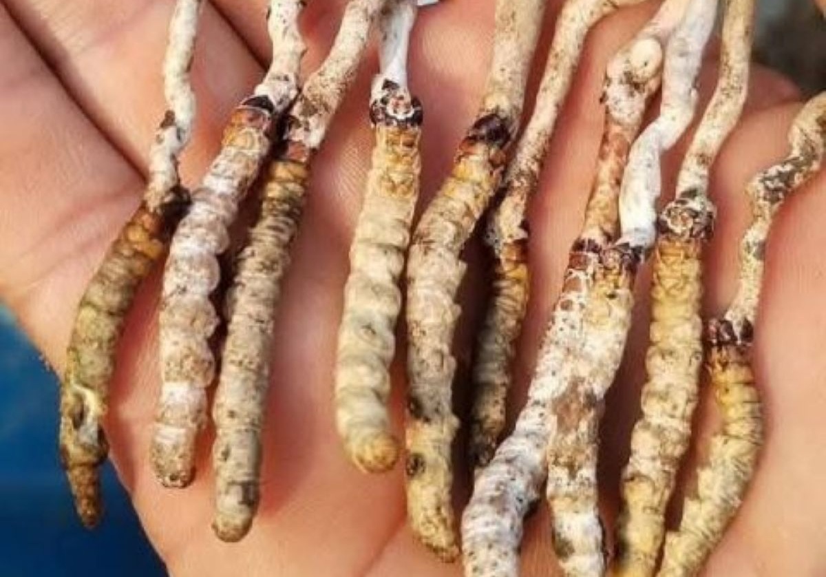 पाल्पाको रिमिघा लेकमा यार्सागुम्बा